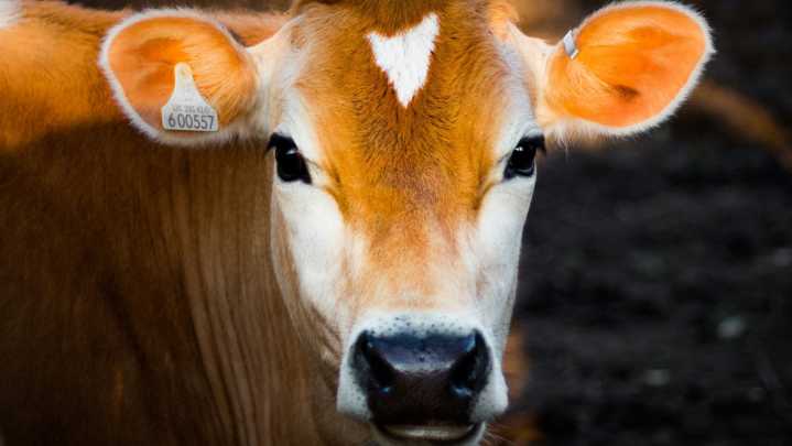 Detectan Caso Aislado de Gusano Barrenador en Montemorelos, Nuevo León