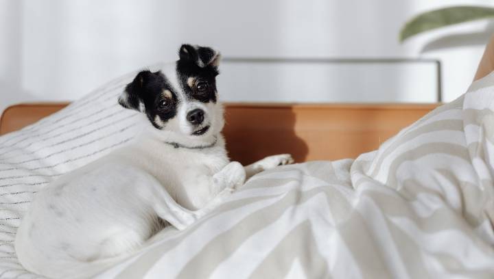 Recomendaciones para quitar el olor a perro de la casa