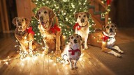 Cómo evitar que tu mascota ataque el arbolito de Navidad