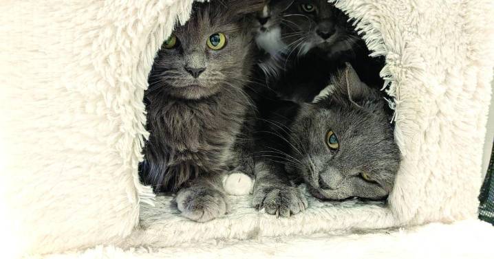 Pound rescues 21 cats and kittens