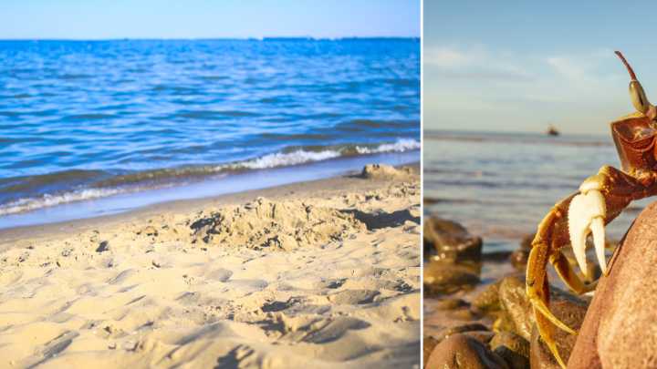 La mayor migración de cangrejos del mundo que se repite cada año: hace necesaria una gran logística en Australia