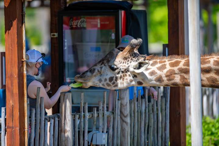 N.J. zoo is letting visitors go behind the scenes at its giraffe barn this winter