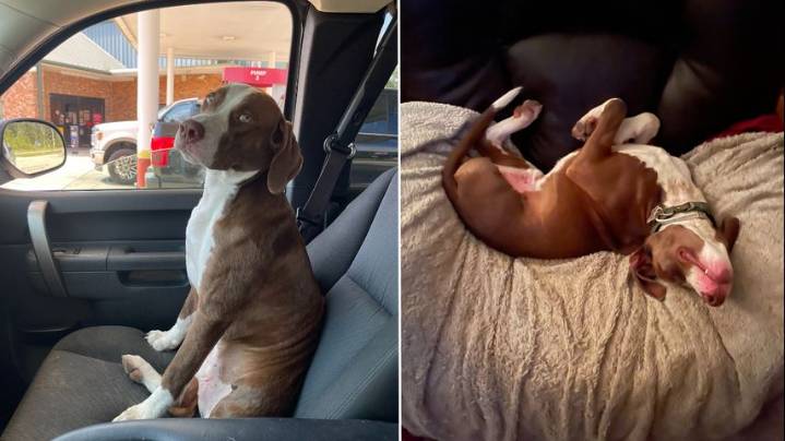 Have you seen Socks? Humane Society asks for help finding family's three