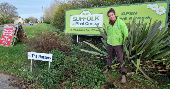 Christmas tree stolen from outside Suffolk Plant Centre
