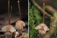 Scientists Find Otherworldly ‘Fairy’ Species Hiding in Popular Picnic Spot