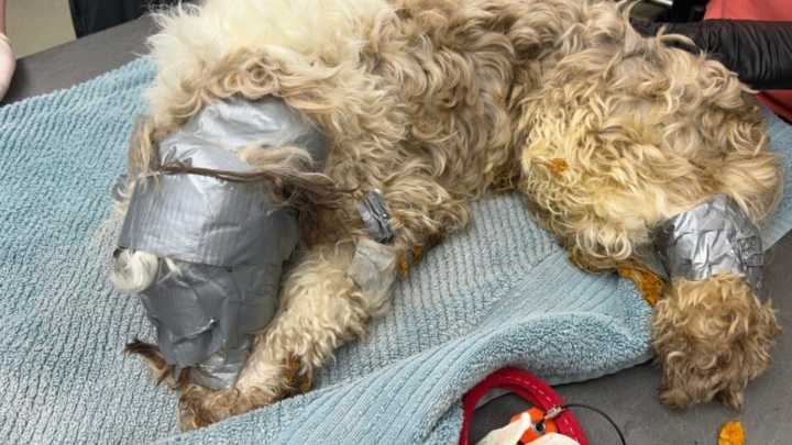 Nebraska Worker Investigates Dumpster Sounds And Reveals A Scene That Breaks Hearts