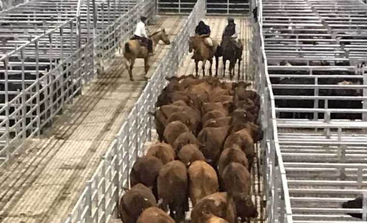 Un techo para el novillo