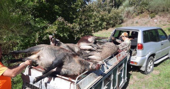 La Xunta impulsa la cacería de jabalíes en A Limia y otras comarcas de Galicia