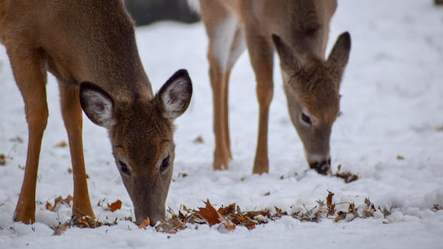 Tests confirm no chronic wasting disease in case of deer in B.C.'s Okanagan