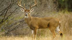 Controlled Deer Hunts at Griffy Lake Nature safeguard forest health, plant diversity