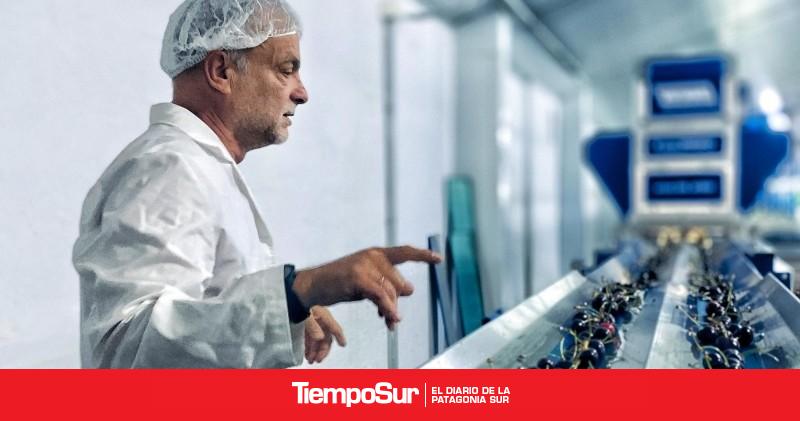 Temporada de cerezas Chile rompe el mercado internacional, pero la más rica es Argentina
