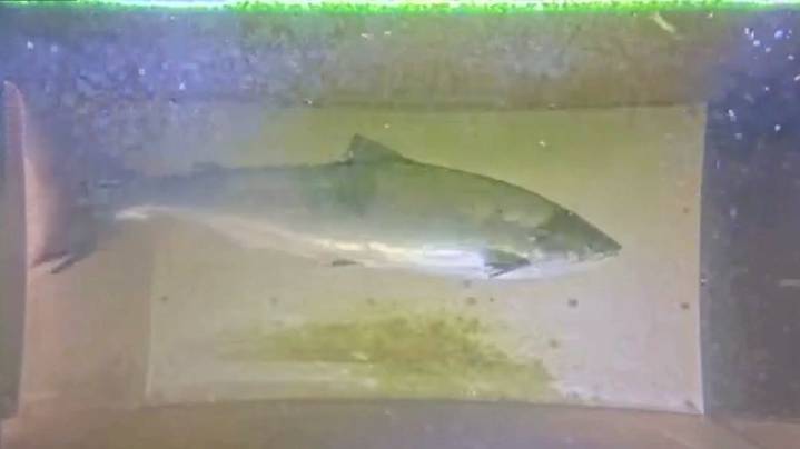 El Gran Hermano del río Ulla certifica la ausencia de salmones en el cauce