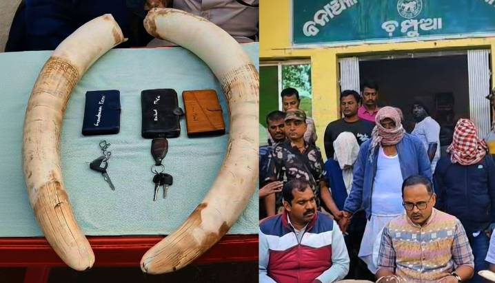 Ivory sale foiled in Odisha, tusks seized, 3 arrested