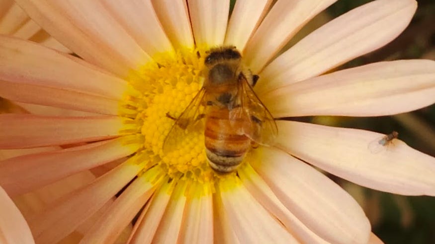 Honeybee strategies for surviving winter