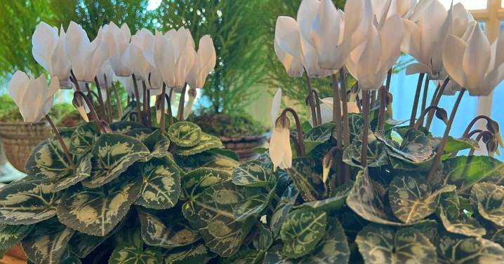 This underappreciated holiday flower has upside-down blooms |