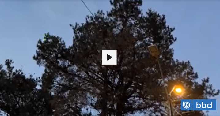 Caso de aves en Antilhue: autoridades confirman que los árboles podrían ser talados en enero