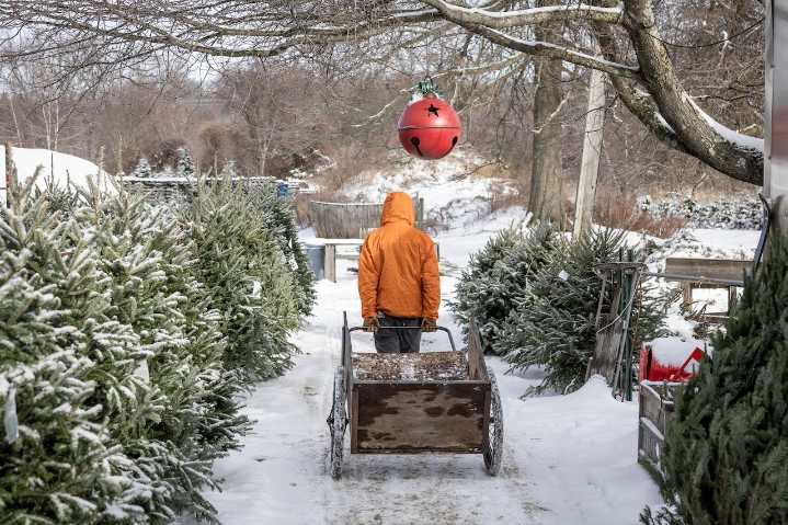 You can now get a Christmas tree for $1