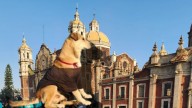 Perrito peregrino de la Basílica de Guadalupe enamora las redes