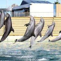 Italy to open Europe's first marine sanctuary for dolphins