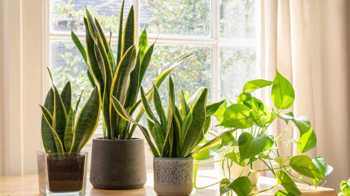 What's The Fastest Way To Grow A Snake Plant? Follow These Tips
