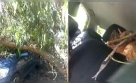 Árbol cae sobre auto en movimiento e impacta a conductor en la av. Velasco Astete, en Surco