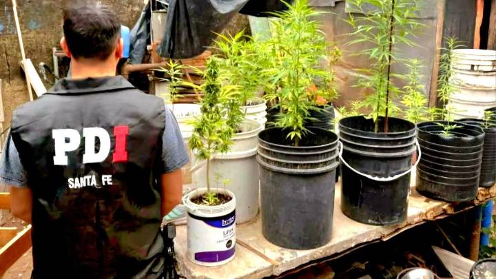 Aprehendieron a un adolescente de 16 años por dos robos y hallaron 32 plantas de marihuana en su casa en barrio Villa Elsa