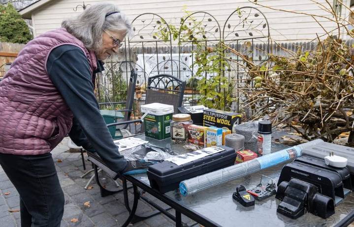 Idaho’s Treasure Valley fights to avoid a ‘rat apocalypse’