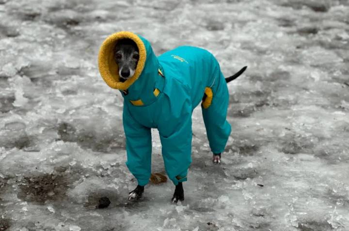 Replace pets’ walks with short bathroom breaks in extreme cold: SPCA