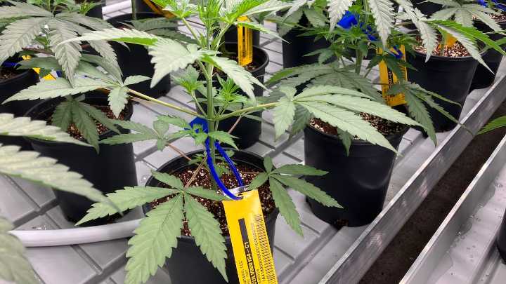 Push for medical marijuana in Alabama could clear a major hurdle today