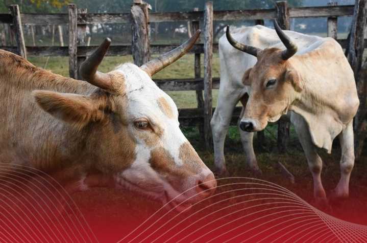 México activa emergencia sanitaria ante expansión del gusano barrenador