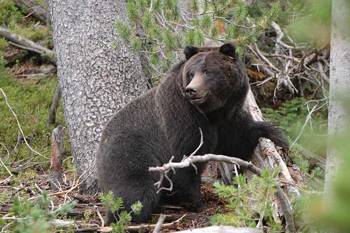 Two Injured In Separate Bear Attacks In J&K’s Doda