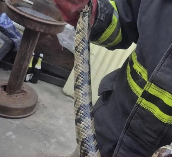 ¡Que susto! Encontraron una lampalagua de más de 2 metros en su casa