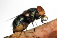 Do flies really throw up on your food when they land on it?