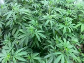 Ohio college adds 6 online Cannabis Career Certificate programs