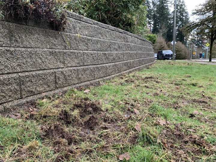 Grub darn it: Here's why lawns are more torn up than usual across Metro Vancouver