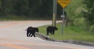 Florida’s bear hunt underway despite concerns from critics