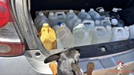 Una fundación llevó agua a perros rescatados en Sarmiento