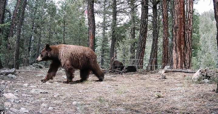 University of Arizona researcher investigates black bear population in Chuska Mountains
