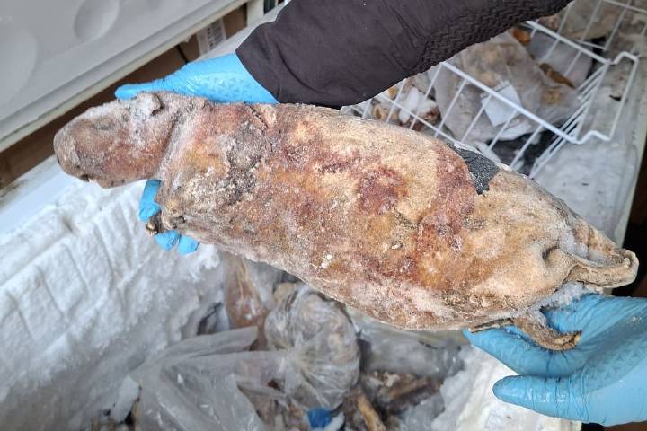 Police seize frozen pangolins and cane rats in major south