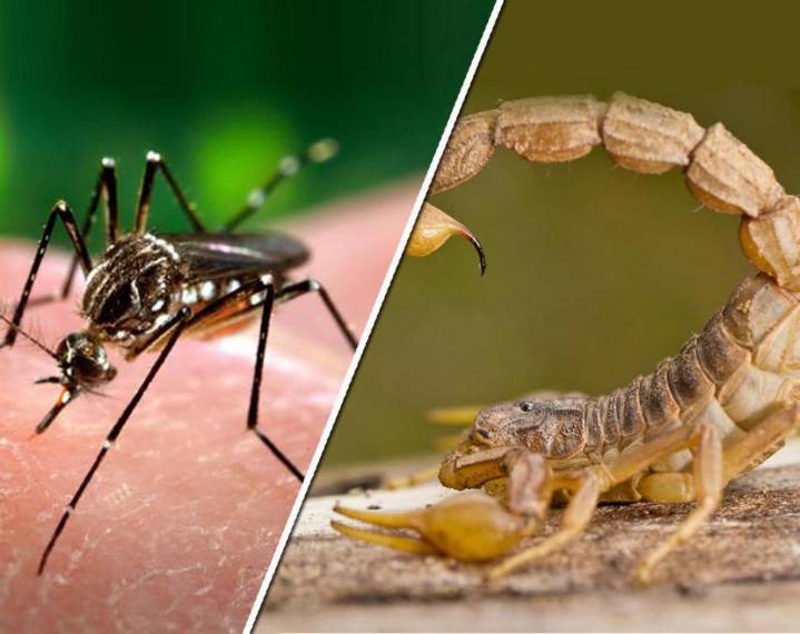 Preocupa la aparición de alacranes con el calor: Ya hay 529 casos de picaduras en el año