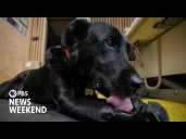Dog with prosthetic paws inspires Ukrainian veterans recovering from wounds of war