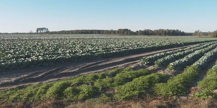 Farmers across Florida say they’re facing delays in the seasonal labor program