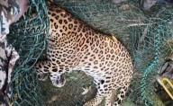 Leopard tranquilised, rescued from tunnel on Pune airport premise...