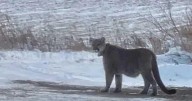 Mountain lion sightings reported in Duluth, police say