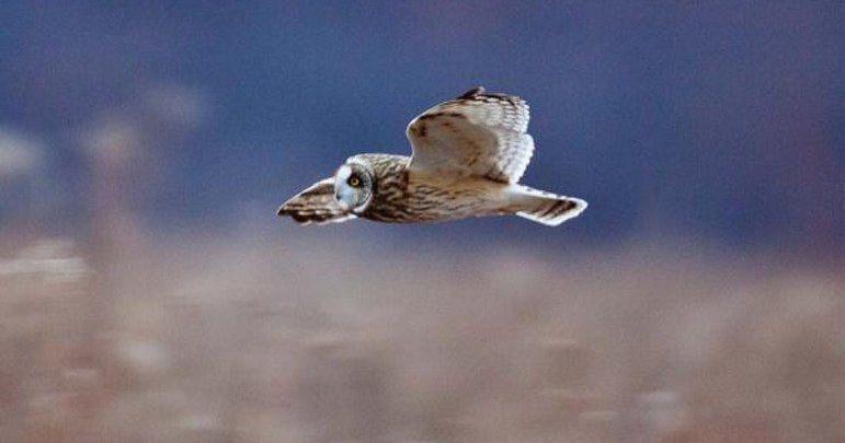 Joplin Globe Outdoor Pick of the Week