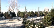 Billings tree lot offers recovery support beyond holiday trees