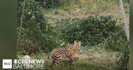 Exotic cats roaming around Baltimore to be sent to an out