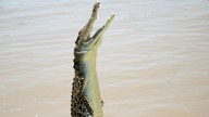 Travel: Darwin, in Australia’s Northern Territory, is a crocodile capital
