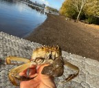 Tiny invasive crab causing big alarm for wildlife officials