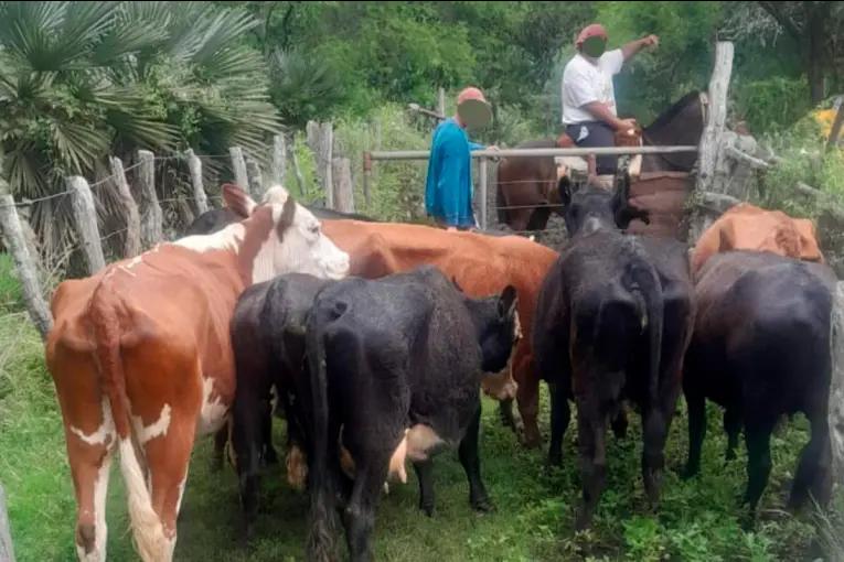 Recuperaron nueve vacunos y secuestraron la camioneta de sospechoso por robo de hacienda